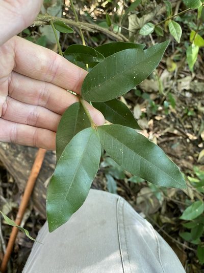 Melodinus acutiflorus, photographed by Greg Tasney