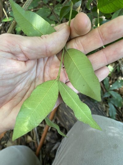 Melodinus acutiflorus, photographed by Greg Tasney