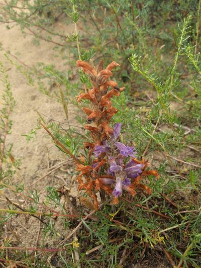 Orobanche purpurea, photographed by Michel Langeveld