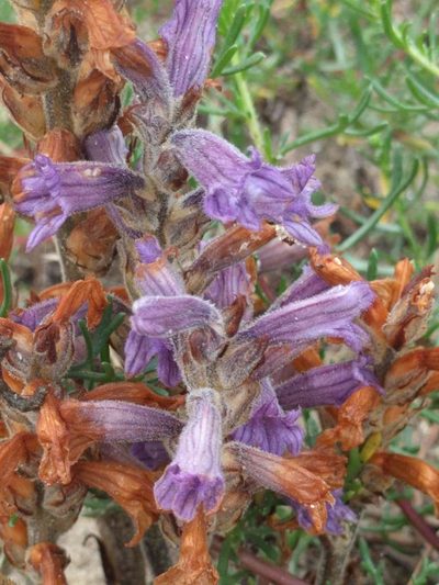 Orobanche purpurea, photographed by Michel Langeveld