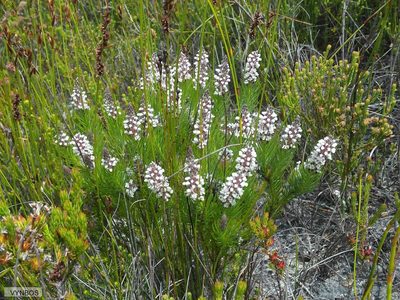 Spatalla mollis, photographed by Chris Vynbos