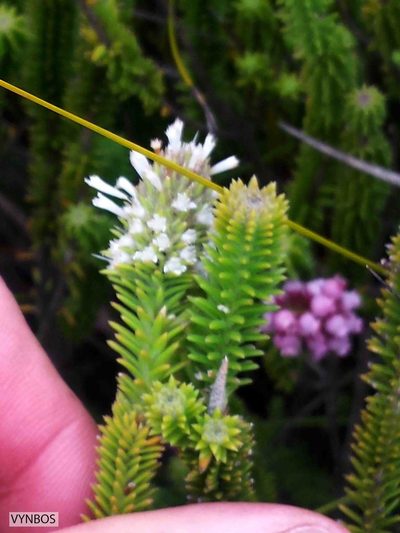 Stilbe albiflora, photographed by Chris Vynbos