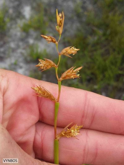 Platycaulos cascadensis, photographed by Chris Vynbos