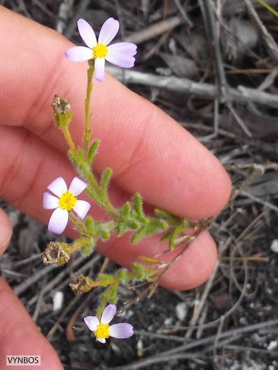 Zyrphelis foliosa, photographed by Chris Vynbos