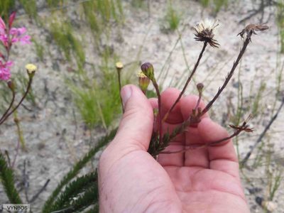 Senecio triqueter, photographed by Chris Vynbos