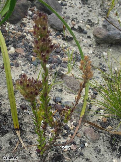 Wahlenbergia axillaris, photographed by Chris Vynbos