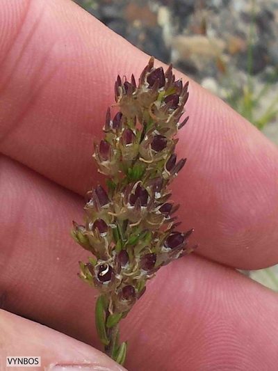 Wahlenbergia axillaris, photographed by Chris Vynbos