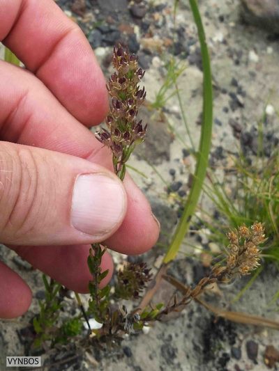 Wahlenbergia axillaris, photographed by Chris Vynbos