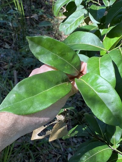 Cryptocarya foetida, photographed by Greg Tasney
