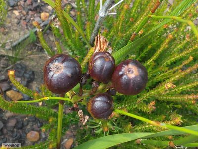 Pillansia templemannii, photographed by Chris Vynbos