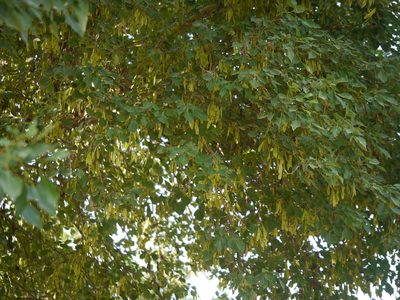 Dalbergia sissoo, photographed by Dinesh Valke