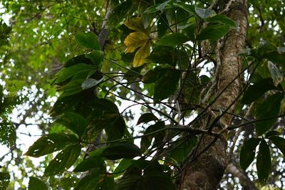Philodendron tripartitum, photographed by Neptalí Ramírez Marcial