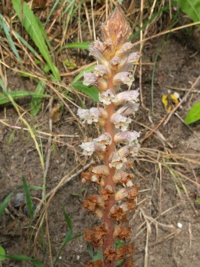 Orobanche picridis, photographed by Michel Langeveld