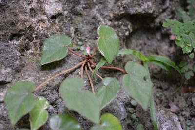 Begonia pinetorum, photographed by Neptalí Ramírez Marcial