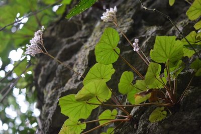 Begonia pinetorum, photographed by Neptalí Ramírez Marcial