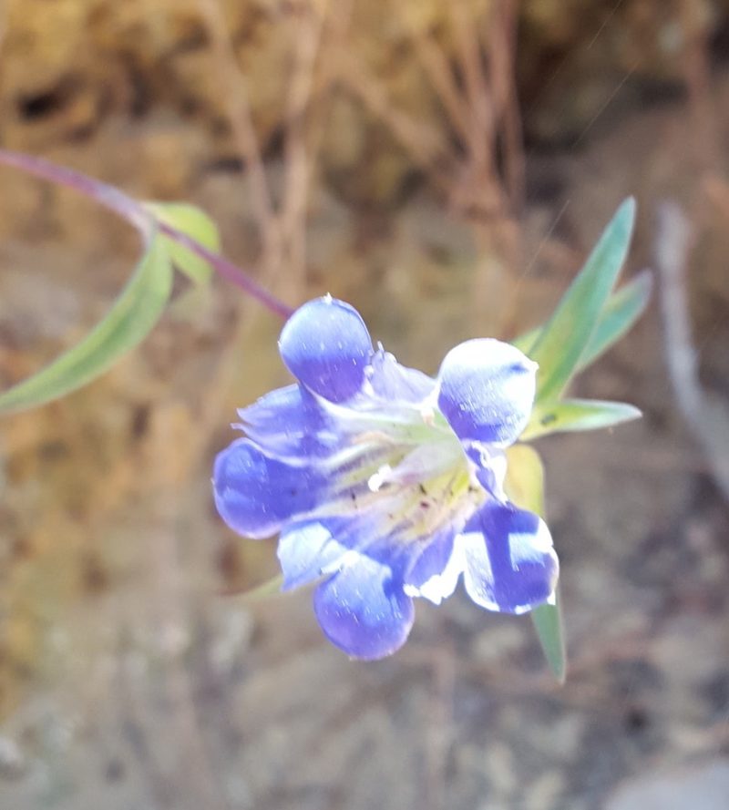 Gentiana laevigata, photographed by Eugenio Padilla