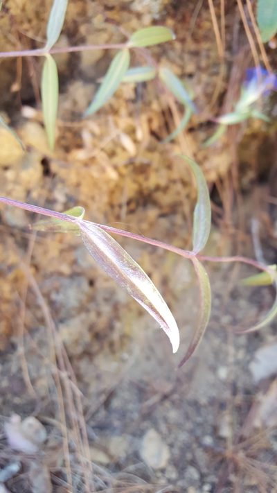 Gentiana laevigata, photographed by Eugenio Padilla