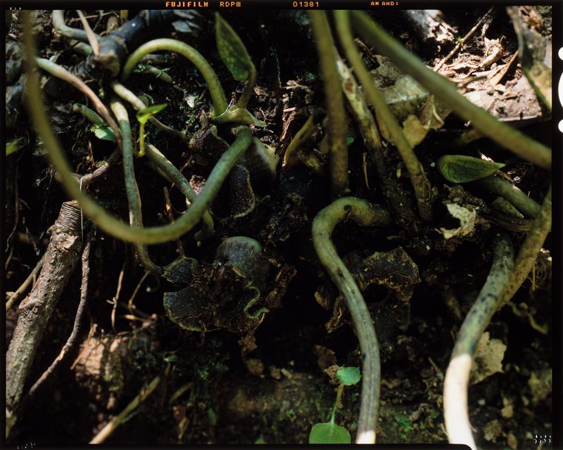 Asarum tokarense, photographed by Hibiki Katayama