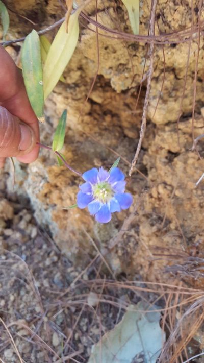 Gentiana laevigata, photographed by Eugenio Padilla