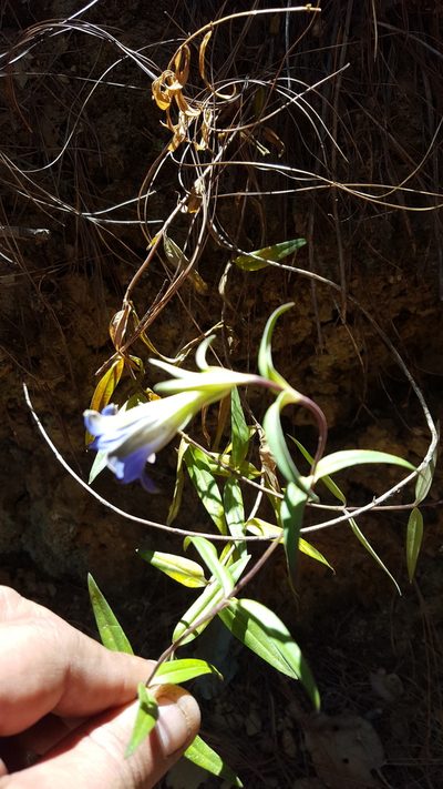 Gentiana laevigata, photographed by Eugenio Padilla