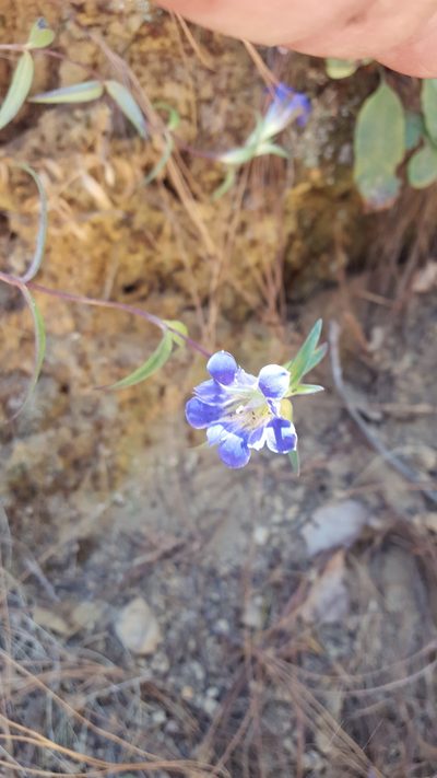 Gentiana laevigata, photographed by Eugenio Padilla