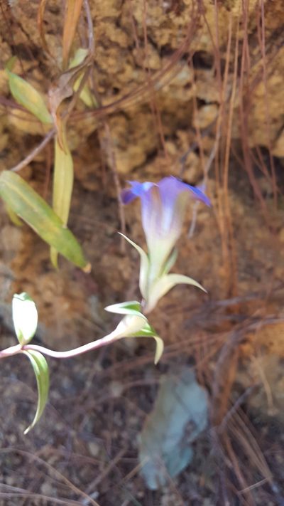 Gentiana laevigata, photographed by Eugenio Padilla