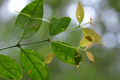Crossopetalum parviflorum, photographed by Neptalí Ramírez Marcial