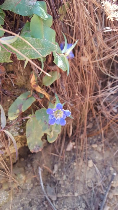 Gentiana laevigata, photographed by Eugenio Padilla