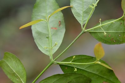 Crossopetalum parviflorum, photographed by Neptalí Ramírez Marcial