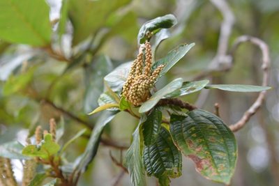 Clethra purpusii, photographed by Neptalí Ramírez Marcial