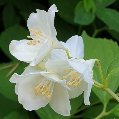 Philadelphus coronarius, photographed by Cilla Moerman