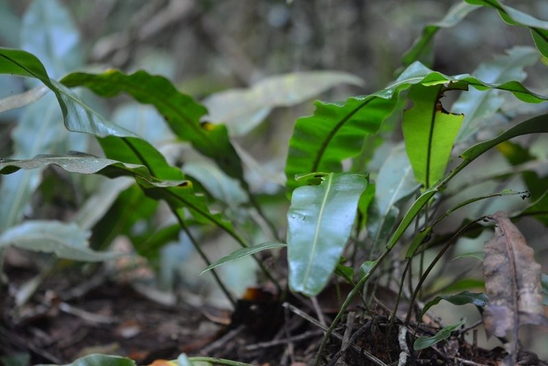 Elaphoglossum sartorii, photographed by Neptalí Ramírez Marcial