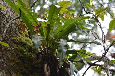 Elaphoglossum sartorii, photographed by Neptalí Ramírez Marcial