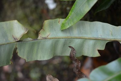 Elaphoglossum sartorii, photographed by Neptalí Ramírez Marcial