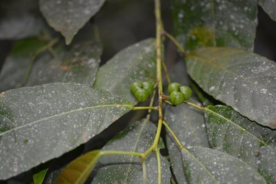 Cleidion castaneifolium, photographed by Neptalí Ramírez Marcial