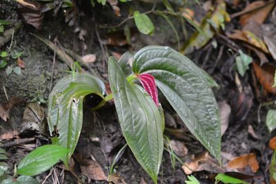 Centradenia grandifolia, photographed by Neptalí Ramírez Marcial