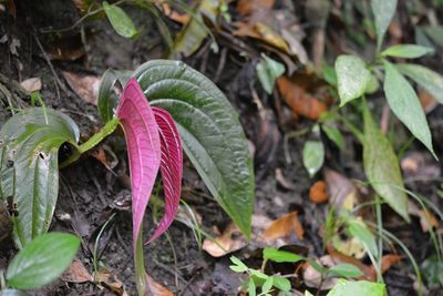 Centradenia grandifolia, photographed by Neptalí Ramírez Marcial