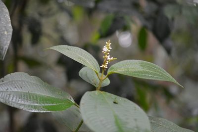 Miconia desmantha, photographed by Neptalí Ramírez Marcial