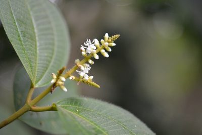 Miconia desmantha, photographed by Neptalí Ramírez Marcial
