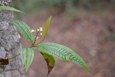 Miconia ibaguensis, photographed by Neptalí Ramírez Marcial