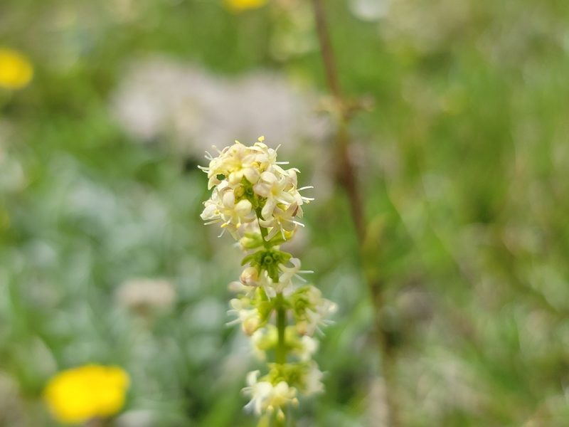 Valeriana celtica, photographed by Elias