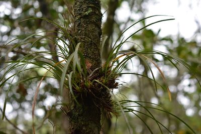 Maxillaria meleagris, photographed by Neptalí Ramírez Marcial