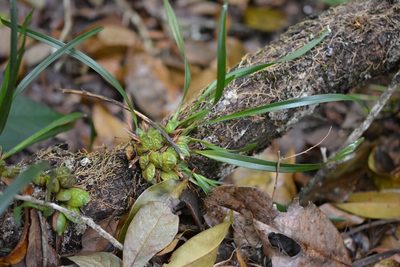 Maxillaria meleagris, photographed by Neptalí Ramírez Marcial