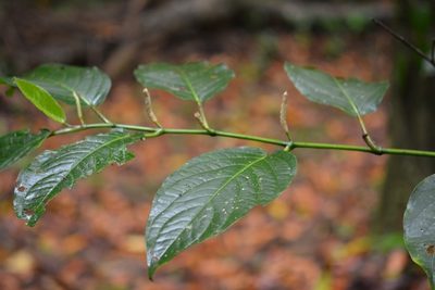Piper jacquemontianum, photographed by Neptalí Ramírez Marcial