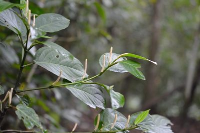 Piper jacquemontianum, photographed by Neptalí Ramírez Marcial