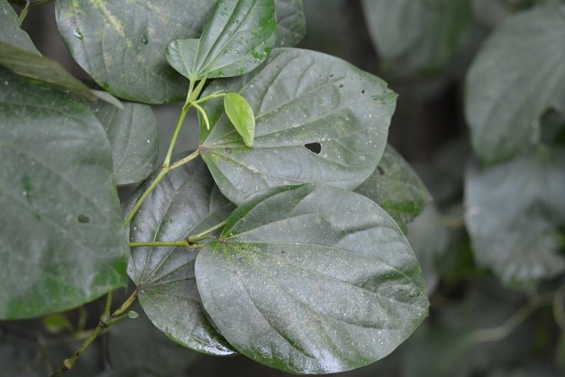 Piper maxonii, photographed by Neptalí Ramírez Marcial