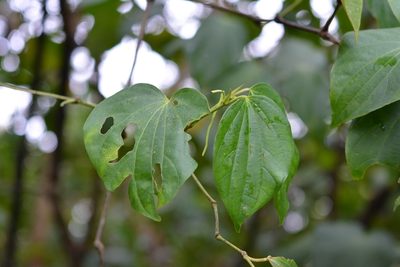 Piper maxonii, photographed by Neptalí Ramírez Marcial