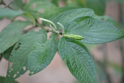 Piper pseudoasperifolium, photographed by Neptalí Ramírez Marcial