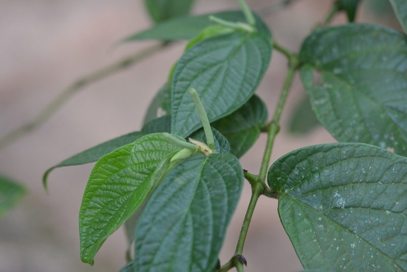 Piper pseudoasperifolium, photographed by Neptalí Ramírez Marcial