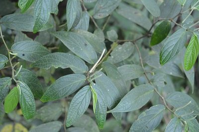 Piper pseudoasperifolium, photographed by Neptalí Ramírez Marcial